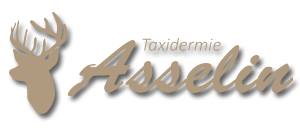 Taxidermie Asselin