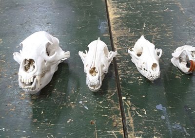 petit crâne animal (Artisanat amérindien Québec) - Taxidermiste Asselin Québec