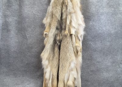 Fourrure loup gris (Tanneur a Québec) - Taxidermie Asselin Québec