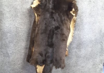 Peau animal sauvage(Tanneur à Québec) - Taxidermie Asselin Québec