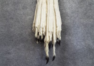 fourrure tanné blanche (Tanneur à Québec) - Taxidermie Asselin Québec