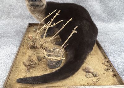 Animal empaillé(taxidermiste à Québec) - Taxidermie Asselin Québec