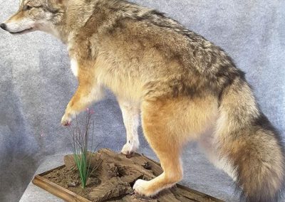 Loup (taxidermiste à Québec) - Taxidermie Asselin Québec