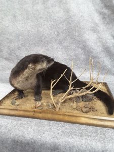 Loutre empaillé(taxidermiste à Québec) - Taxidermie Asselin Québec