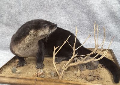 Loutre empaillé(taxidermiste à Québec) - Taxidermie Asselin Québec