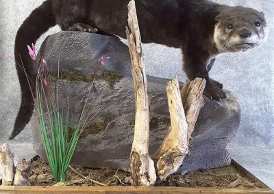 Loutre (taxidermiste à Québec) - Taxidermie Asselin Québec