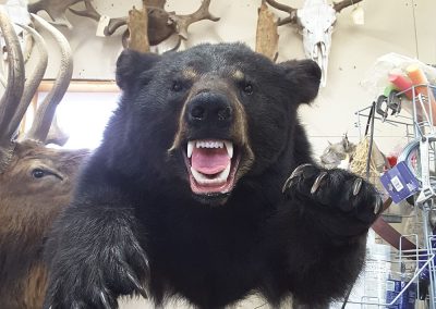 Ours féroce (taxidermiste à Québec) - Taxidermie Asselin Québec