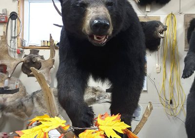 Ours noir (taxidermiste à Québec) - Taxidermie Asselin Québec