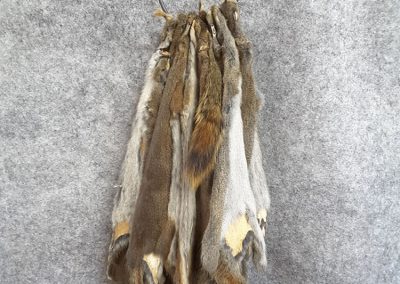 Peau d'écureil(Tanneur à Québec) - Taxidermie Asselin Québec