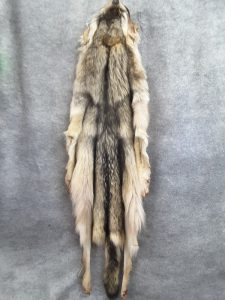 Peau de loup gris(Tanneur à Québec) - Taxidermie Asselin Québec