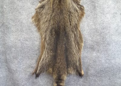 Peau de raton laveur(Tanneur à Québec) - Taxidermie Asselin Québec